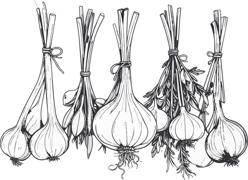 Ramilletes de ajo colgados con ra&iacute;ces y hojas secas en estilo bot&aacute;nico monocrom&aacute;tico sobre fondo transparente. Elementos tradicionales de cocina rural y agricultura artesanal.

