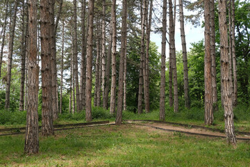 Forest scene with tall trees, a winding path, lush greenery, and natural light highlighting a tranquil outdoor landscape for nature lovers © Alexander