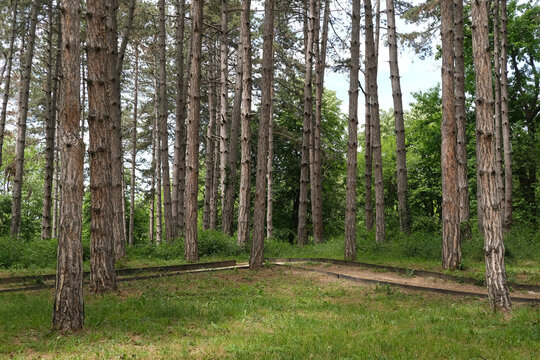 Forest scene with tall trees, a winding path, lush greenery, and natural light highlighting a tranquil outdoor landscape for nature lovers