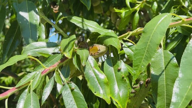 Green Unripe Almonds Cluster on Almond Tree Branch with Wildlife Damage, Agricultural Video