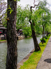 Fototapeta premium 倉敷観光：新緑の季節を迎えた美観地区の川沿いの風景