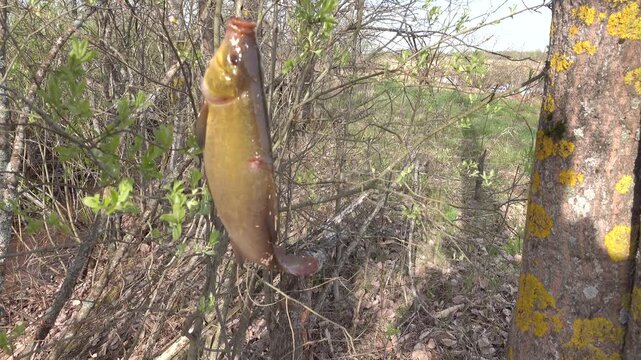 Tench (Tinca tinca) was caught in muddy swamp river, spring color. Southern shore of Lake Ladoga. Against background of green grass, leaves, spring flowers and an aspen trunk with beautiful lichens