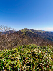 Obraz premium 登山・トレッキング：初夏の陽光に包まれる瓶ヶ森の広大なクマザサ地帯