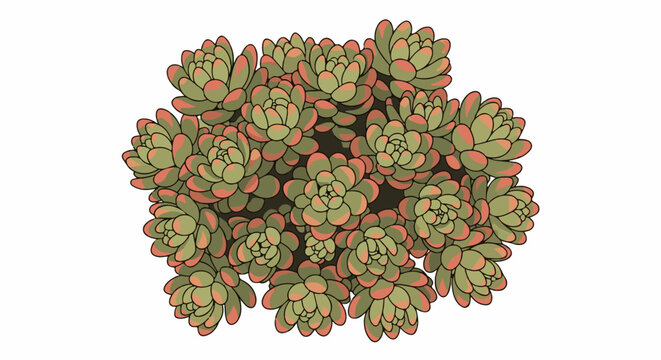 A cluster of green and red succulent plants in a top-down view