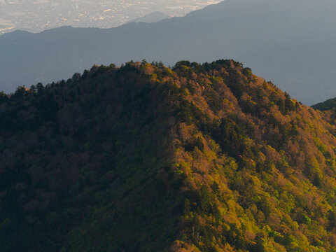夜明けの石鎚山系を望む：笹の尾根とモルゲンロート
