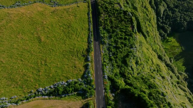 Aerial drone top-down view of a straight asphalt road cutting through lush green pastures and winding trails bordered by dense blue hydrangea hedges, Flores Island, Azores.