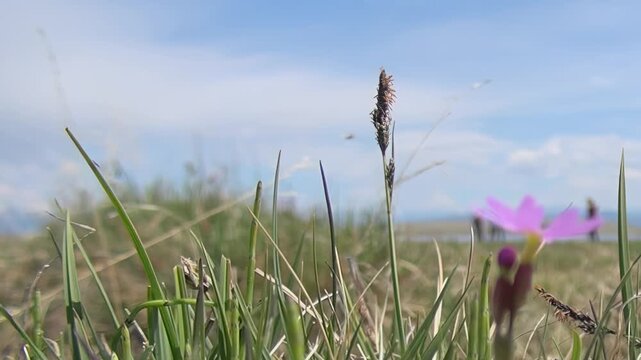 A delicate purple wildflower sways gently amidst green grasses along the majestic shore of Lake Khuvsgul, Mongolia. People enjoy the vast, clear blue sky and serene natural beauty on a bright day.