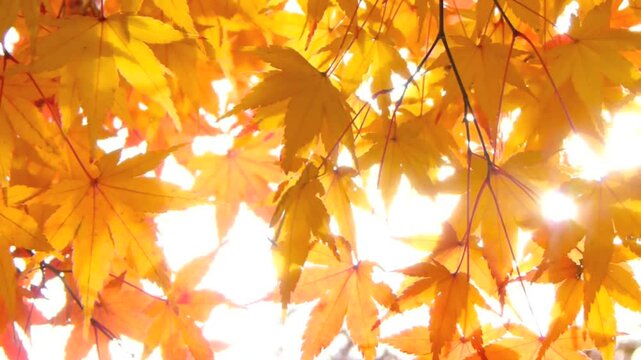 秋の紅葉