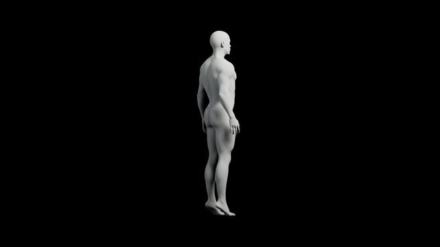 3D mannequin model standing full body