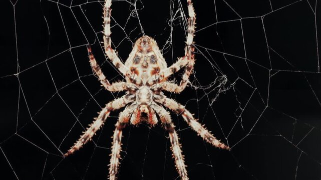 Close up of a large orb weaver spider resting on its intricate web at night.