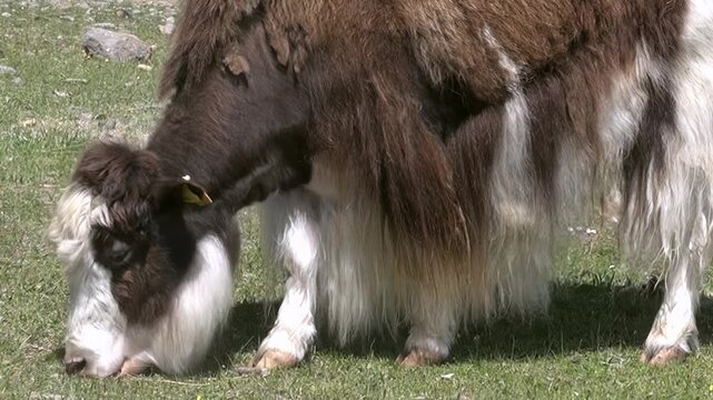 A magnificent Mongolian yak with shaggy brown and white fur peacefully enjoys a sunny day, munching vibrant green grass. This gentle creature thrives near the pristine Lake Khuvsgul in Mongolia.