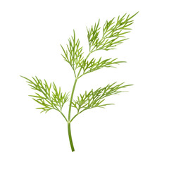 Fototapeta premium Vibrant emerald dill sprig, delicate feathery fronds with dew, thin curved stem, ultra close-up macro on a transparent studio background. Concept of culinary freshness and vitality