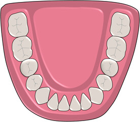 Permanent Human Teeth Dentition Vector Diagram Mandibular Arch © Bhuvana