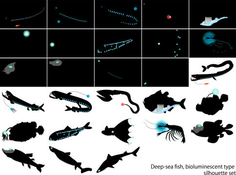 深海魚発光タイプのシルエットセット