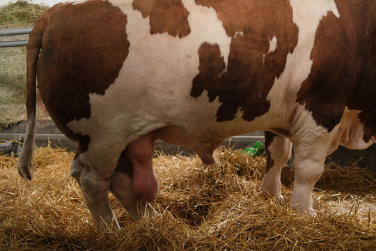 Cow in a barnyard eating hay, udder visible, livestock on a farm, closeup of feeding activity in daylight