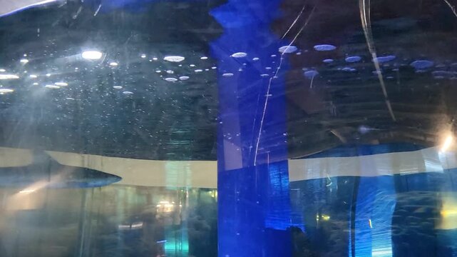 A blacktip reef shark swims quickly in a circular aquarium