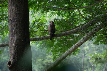 Fototapeta premium A majestic Crested Serpent Eagle perched quietly on a thick branch. Captured in its natural jungle habitat with a soft, lush green background.