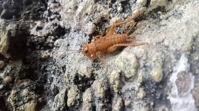 Close-up of a brown cricket crawling on a rough stone surface