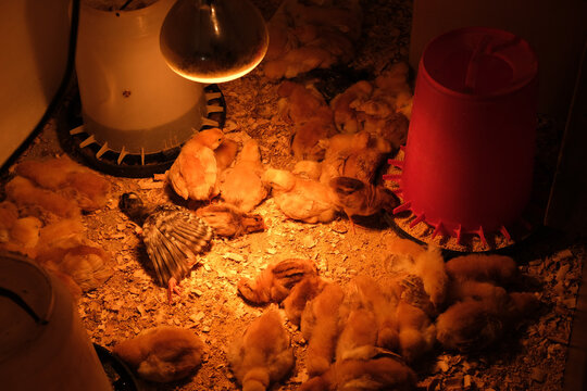 Baby chicks under a warm lamp in a crowded brooder, fluffy birds huddle for warmth and care in a small farm setting. cozy.