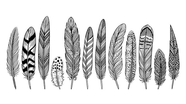 Feathers hand drawn set with intricate patterns and textures featuring nature, illustration, black and white with detailed and artistic elements for