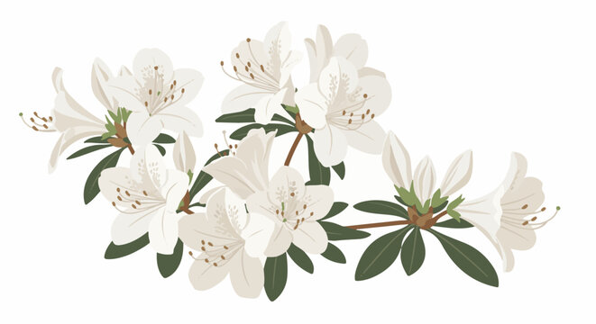 A spray of delicate white azalea flowers with green leaves on a white background