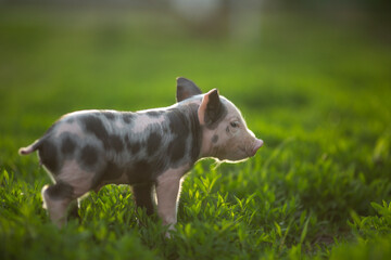 Cute young pink and spotted piglets exploring and walking in lush green grass. Free-range baby pigs foraging in a sunny summer meadow. Organic farming and agriculture concept. © Bogdan