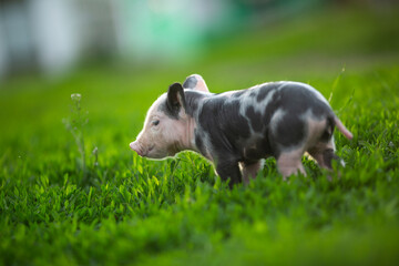 Adorable baby piglets, including pink and black-spotted breeds, playfully exploring a vibrant green pasture. Cute free-roaming farm animals foraging in tall grass and sniffing weeds on a bright, sunny © Bogdan