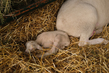 Farm scene with sow and newborn piglets resting in straw, warm and peaceful in a barn, motherly care and tiny offspring on a rural farm © Alexander