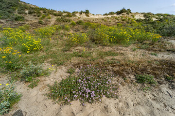 Obraz premium Wild Coastal Dune Landscape with Yellow and Pink Flowers