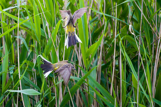 Wiesenschafstelze (Motacilla flava flava) beim Paarungsversuch