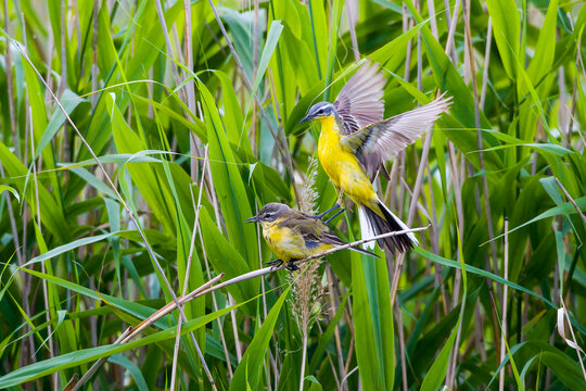 Wiesenschafstelze (Motacilla flava flava) beim Paarungsversuch