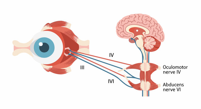Anatomical illustration of the eye, brain, and cranial nerves controlling eye movement
