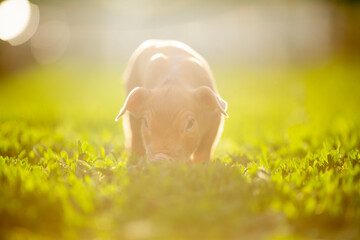 Cute young pink and spotted piglets exploring and walking in lush green grass. Free-range baby pigs foraging in a sunny summer meadow. Organic farming and agriculture concept. © Bogdan
