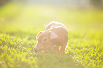Cute young pink and spotted piglets exploring and walking in lush green grass. Free-range baby pigs foraging in a sunny summer meadow. Organic farming and agriculture concept. © Bogdan