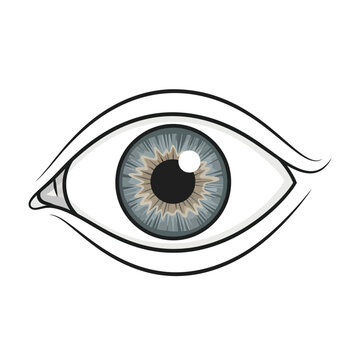 Detailed Eye Illustration