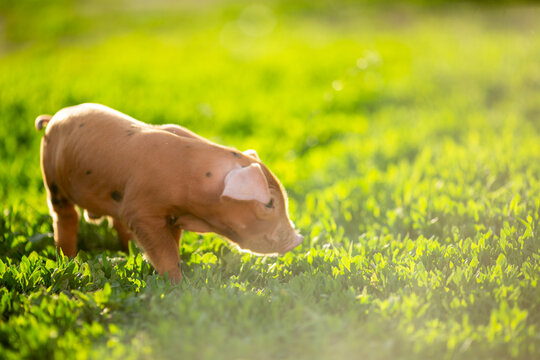 cutie and funny young pig is standing on the green grass. Happy piglet on the meadow, small piglet in the farm posing on camera on family farm. Regular day on the farm