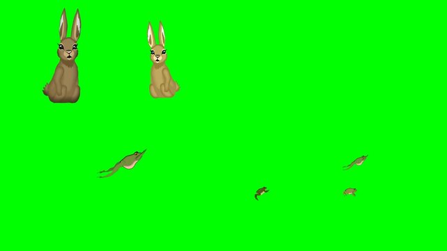 Cute brown rabbits jumping frogs and small wild birds flying around now 2d animated cartoon on green screen chroma key background. high quality loop cycle vector illustration animation