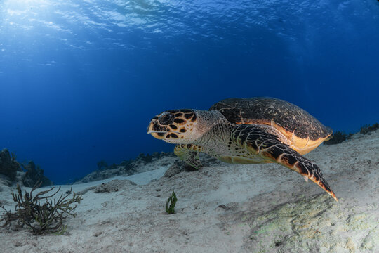 sea turtle swimming