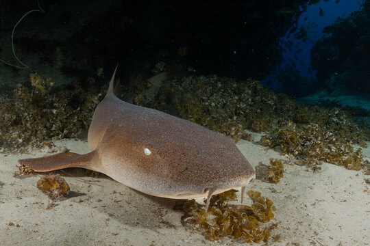 Nurse Shark Resting