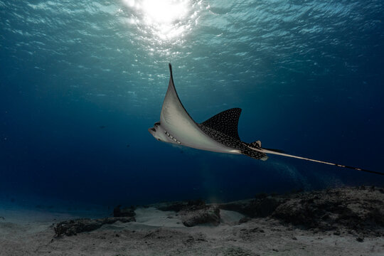 Eagleray in the sea chasing the sun 