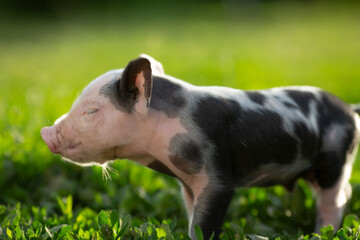 Cute young pink and spotted piglets exploring and walking in lush green grass. Free-range baby pigs foraging in a sunny summer meadow. Organic farming and agriculture concept. © Bogdan