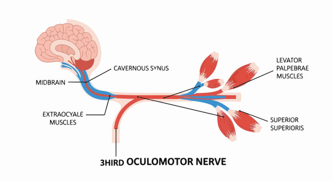 Illustration of the third oculomotor nerve and its connections to brain structures
