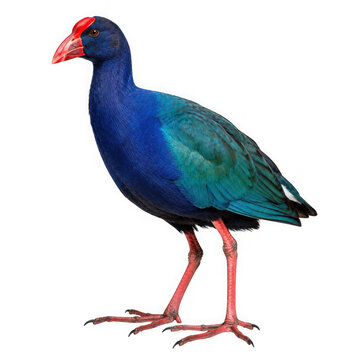 Purple swamphen bird with blue plumage and red beak isolated on transparent background