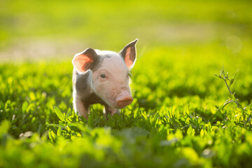 Adorable baby piglets, including pink and black-spotted breeds, playfully exploring a vibrant green pasture. Cute free-roaming farm animals foraging in tall grass and sniffing weeds on a bright, sunny © Bogdan