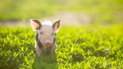 Adorable baby piglets, including pink and black-spotted breeds, playfully exploring a vibrant green pasture. Cute free-roaming farm animals foraging in tall grass and sniffing weeds on a bright, sunny © Bogdan