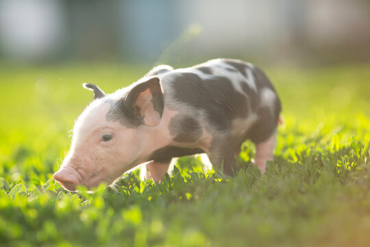 cutie and funny young pig is standing on the green grass. Happy piglet on the meadow, small piglet in the farm posing on camera on family farm. Regular day on the farm