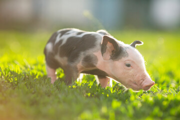 Cute young pink and spotted piglets exploring and walking in lush green grass. Free-range baby pigs foraging in a sunny summer meadow. Organic farming and agriculture concept. © Bogdan