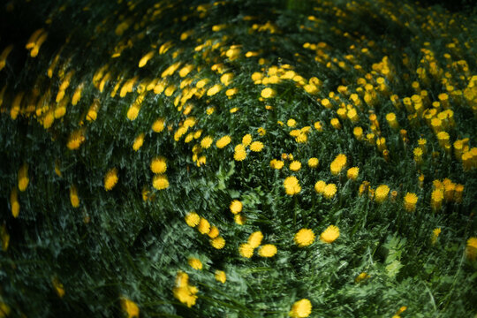 A field of bright yellow summer dandelions in a blur in a circular motion. Natural spring background with wildflowers.