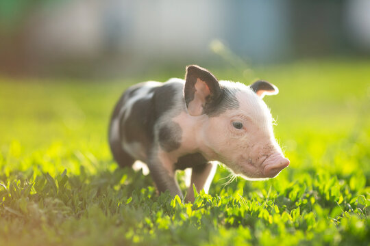 Cute young pink and spotted piglets exploring and walking in lush green grass. Free-range baby pigs foraging in a sunny summer meadow. Organic farming and agriculture concept.