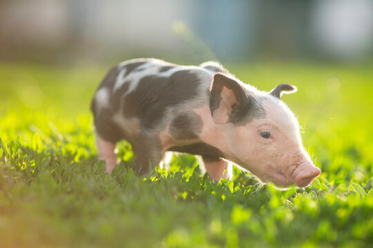 Cute young pink and spotted piglets exploring and walking in lush green grass. Free-range baby pigs foraging in a sunny summer meadow. Organic farming and agriculture concept.